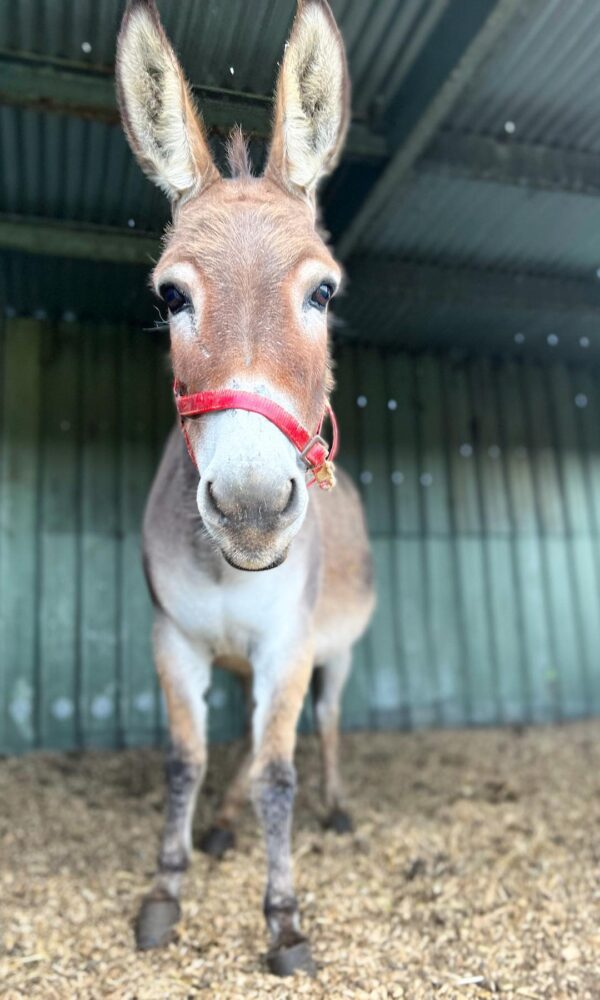 Miniature Donkeys for Sale Near Me