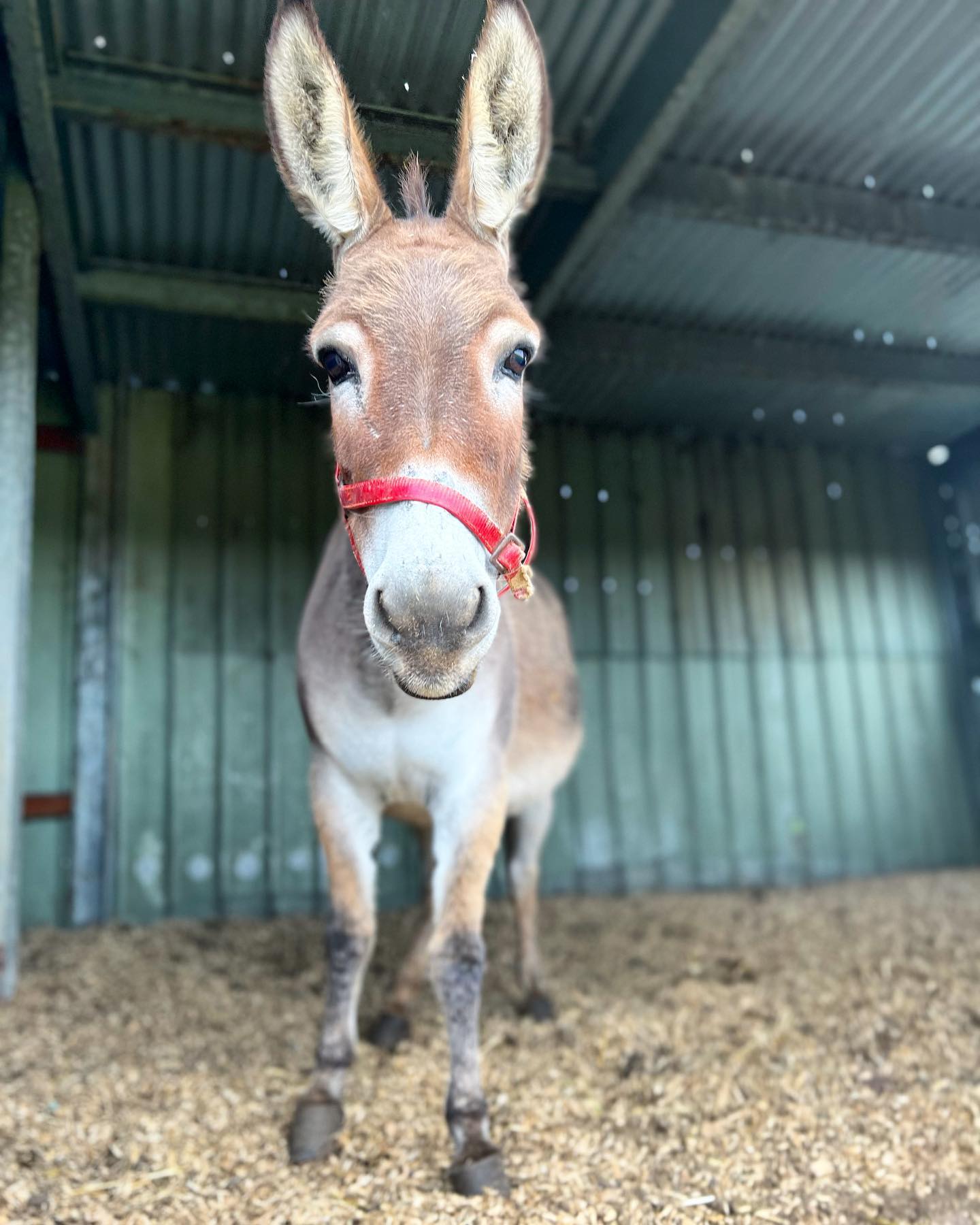 Miniature Donkeys for Sale Near Me