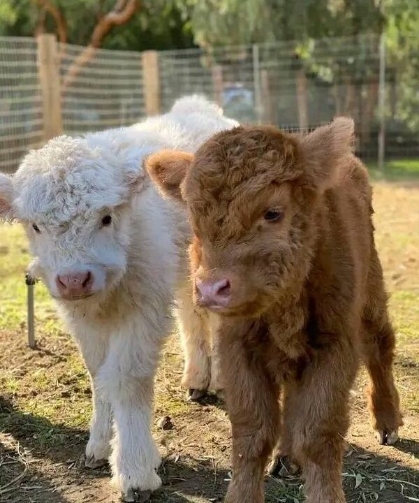 Micro Mini Highland Cow for Sale