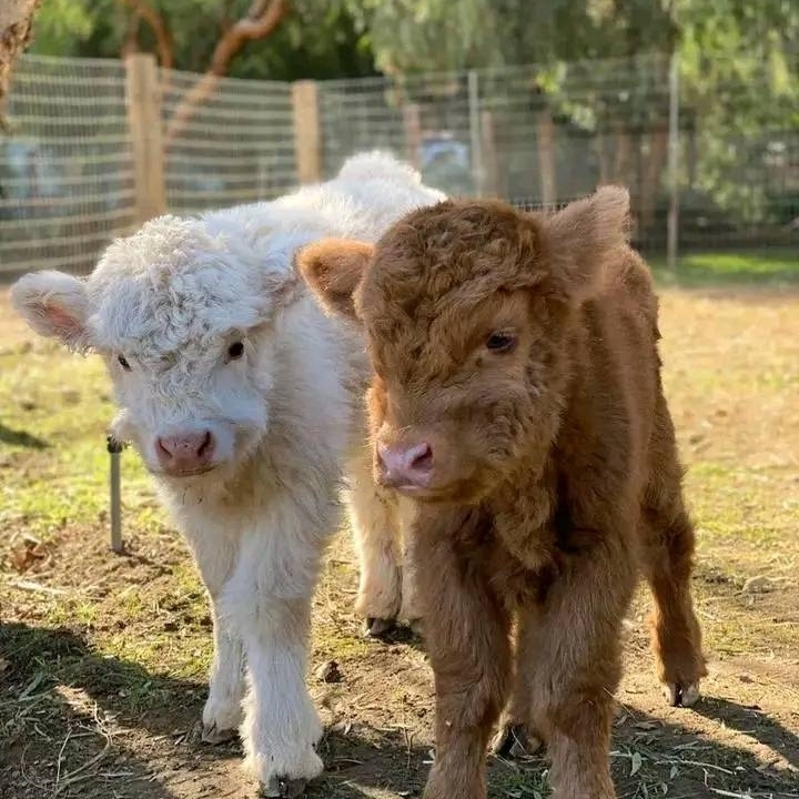 Mini Highland Calves for Sale