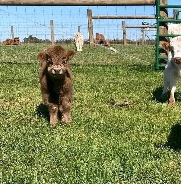 Miniature Highland Cow for Sale