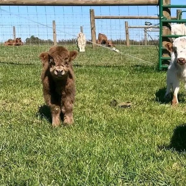 Miniature Highland Cow for Sale