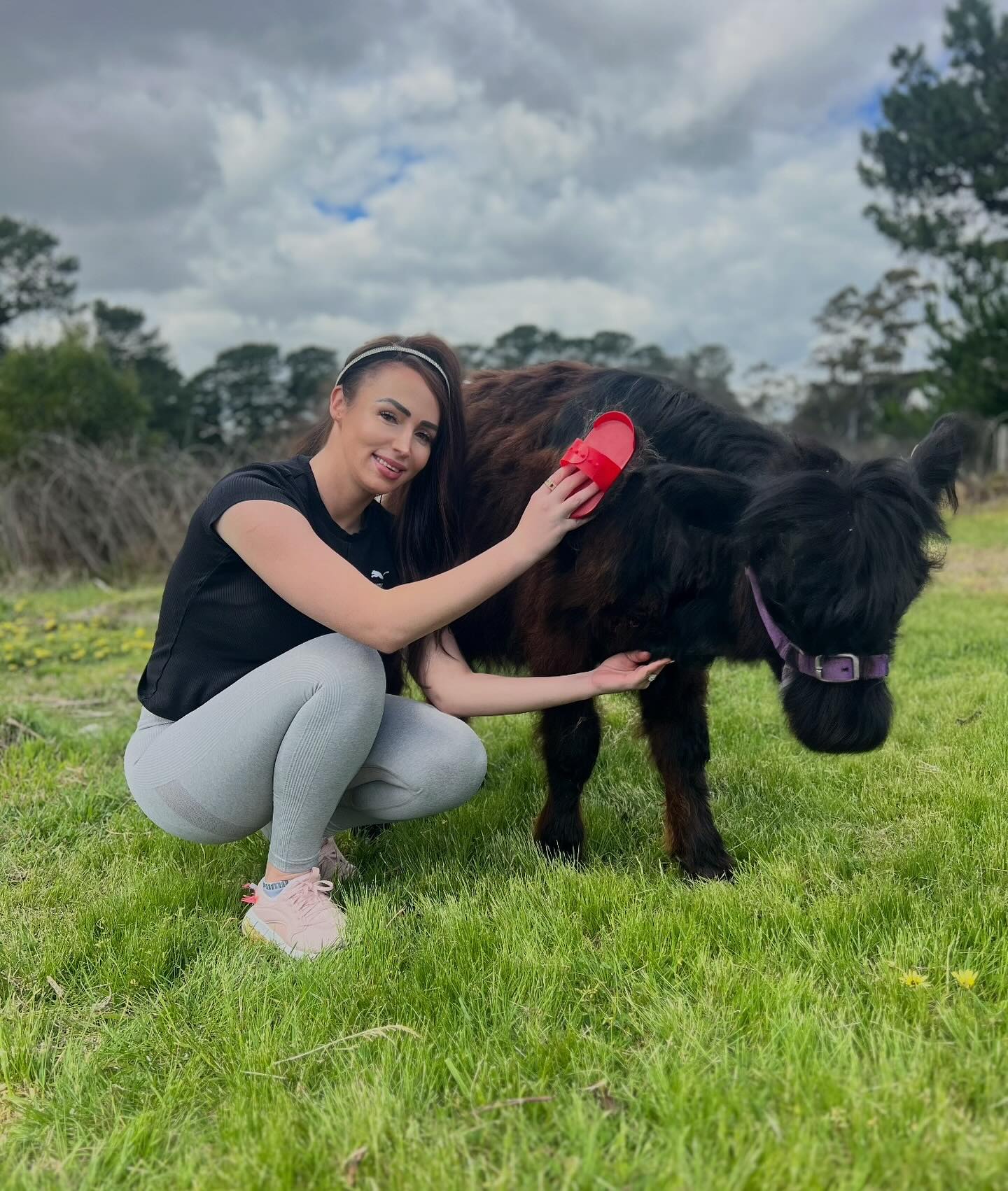 Mini Highland Cow for Sale