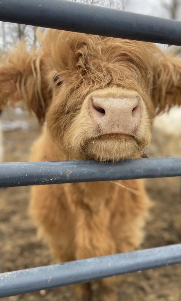 Mini Highland Cattle for Sale