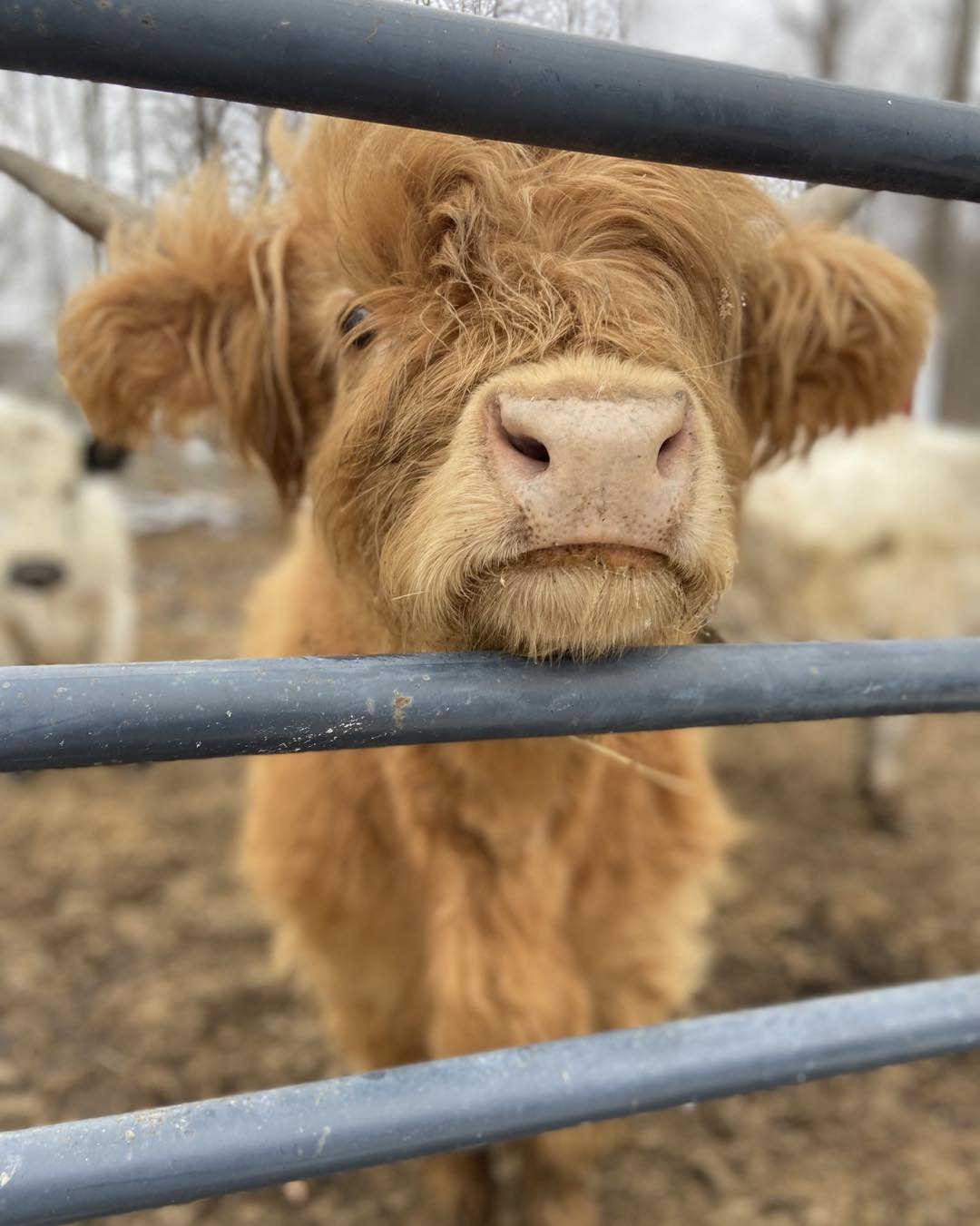 Mini Highland Cattle for Sale