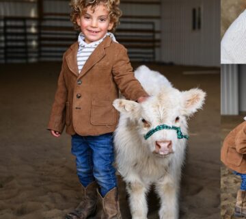 Micro Mini Highland Cow for Sale