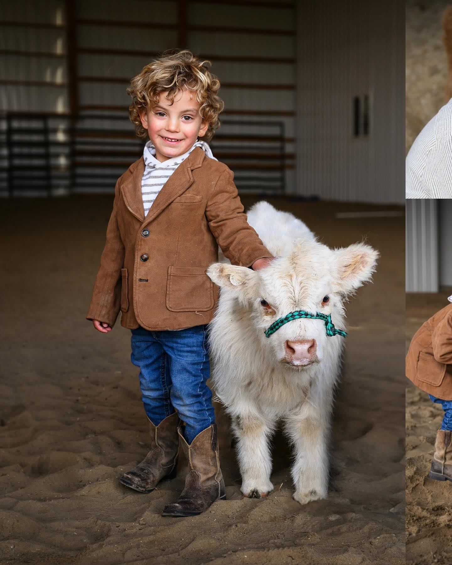 Micro Mini Highland Cow for Sale