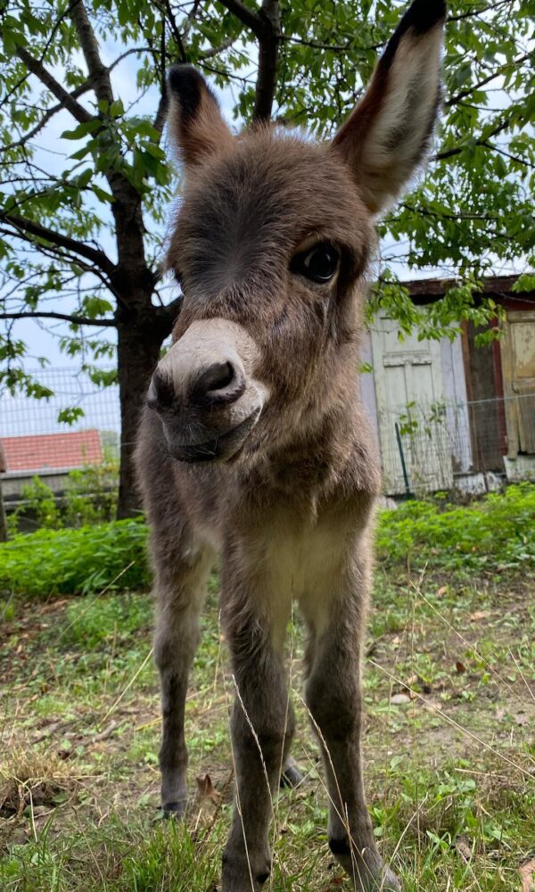 Pygmy Donkey for Sale