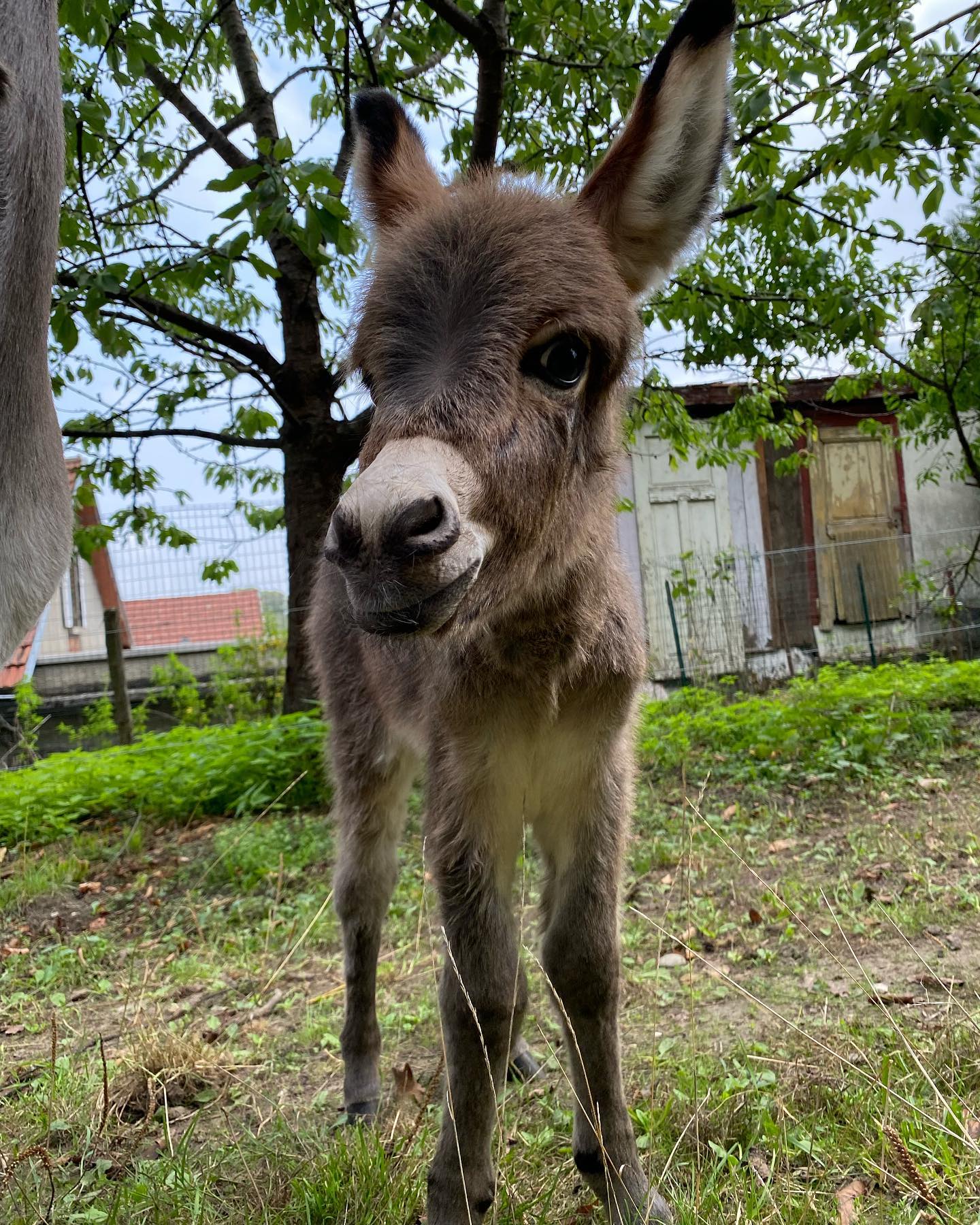 Pygmy Donkey for Sale