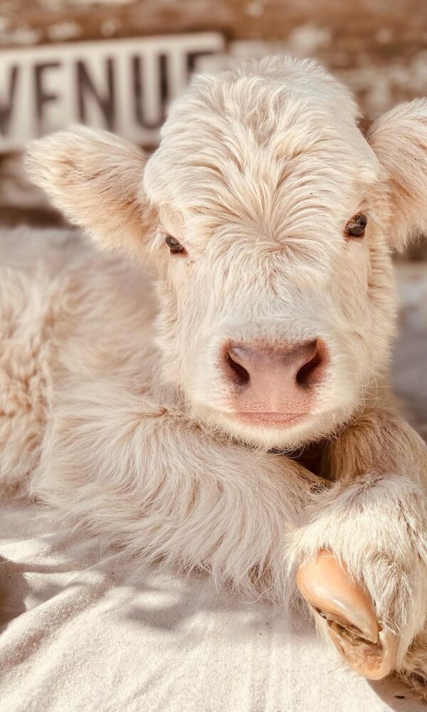 Micro Mini Highland Cow