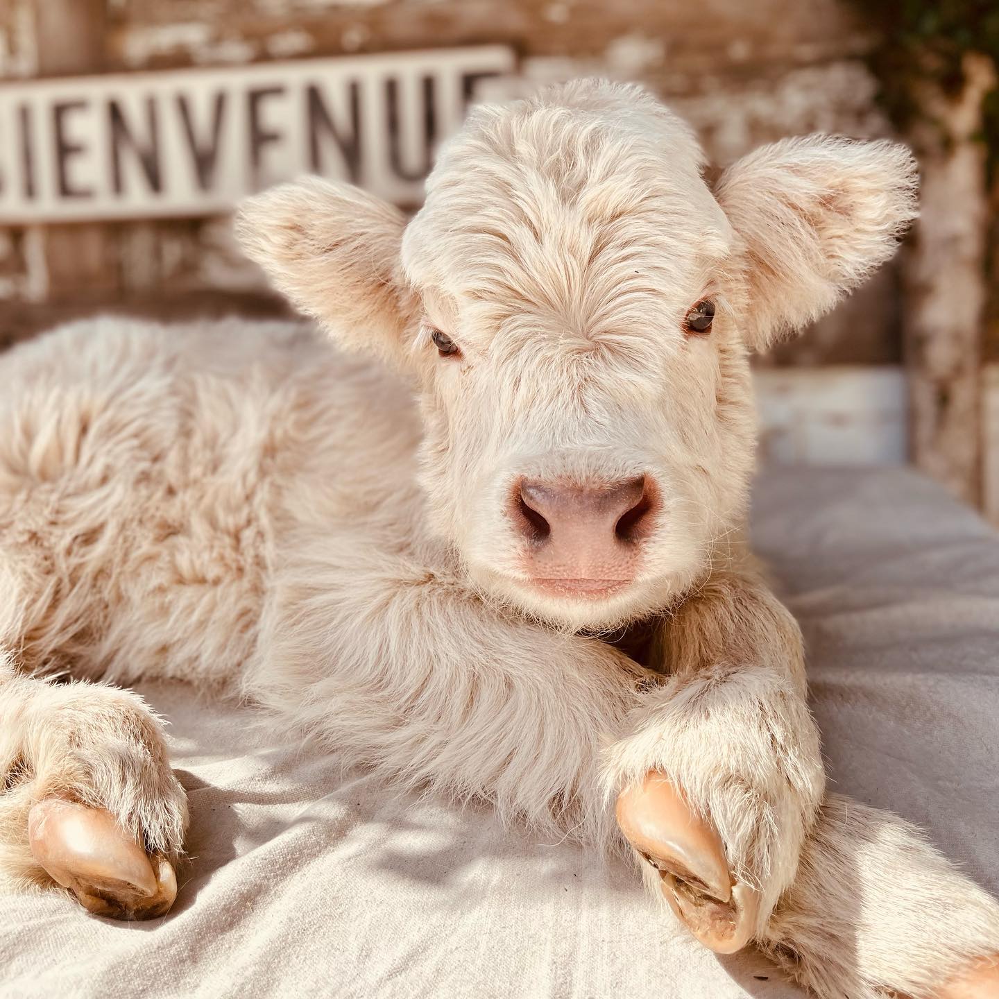 Micro Mini Highland Cow