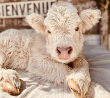 Mini Highland Cow for Sale