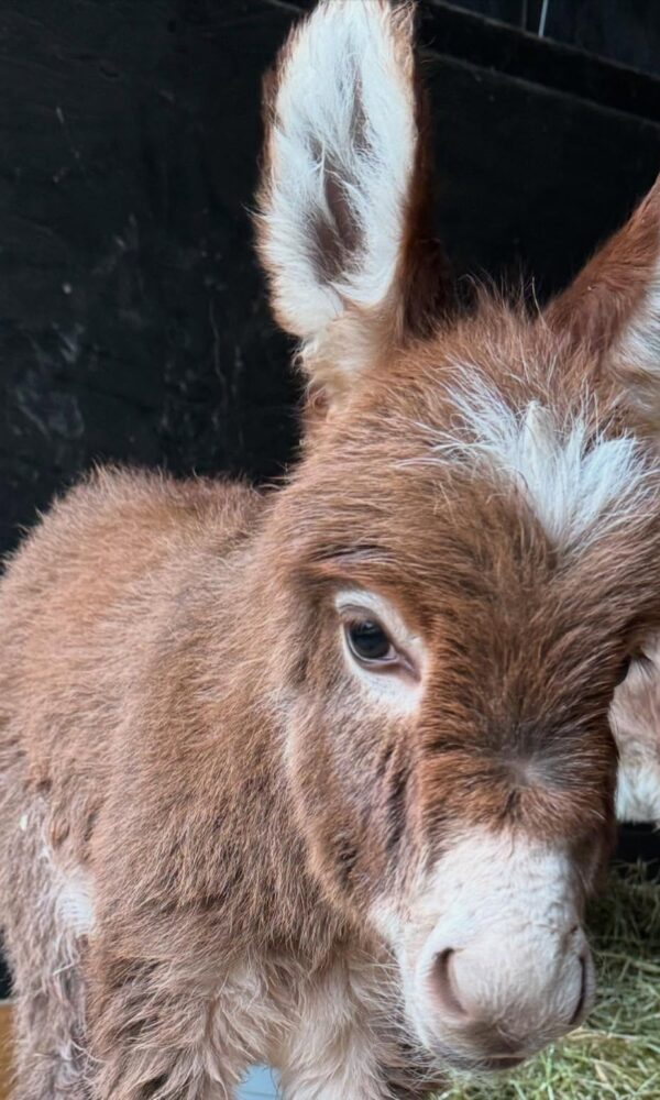miniature donkey care