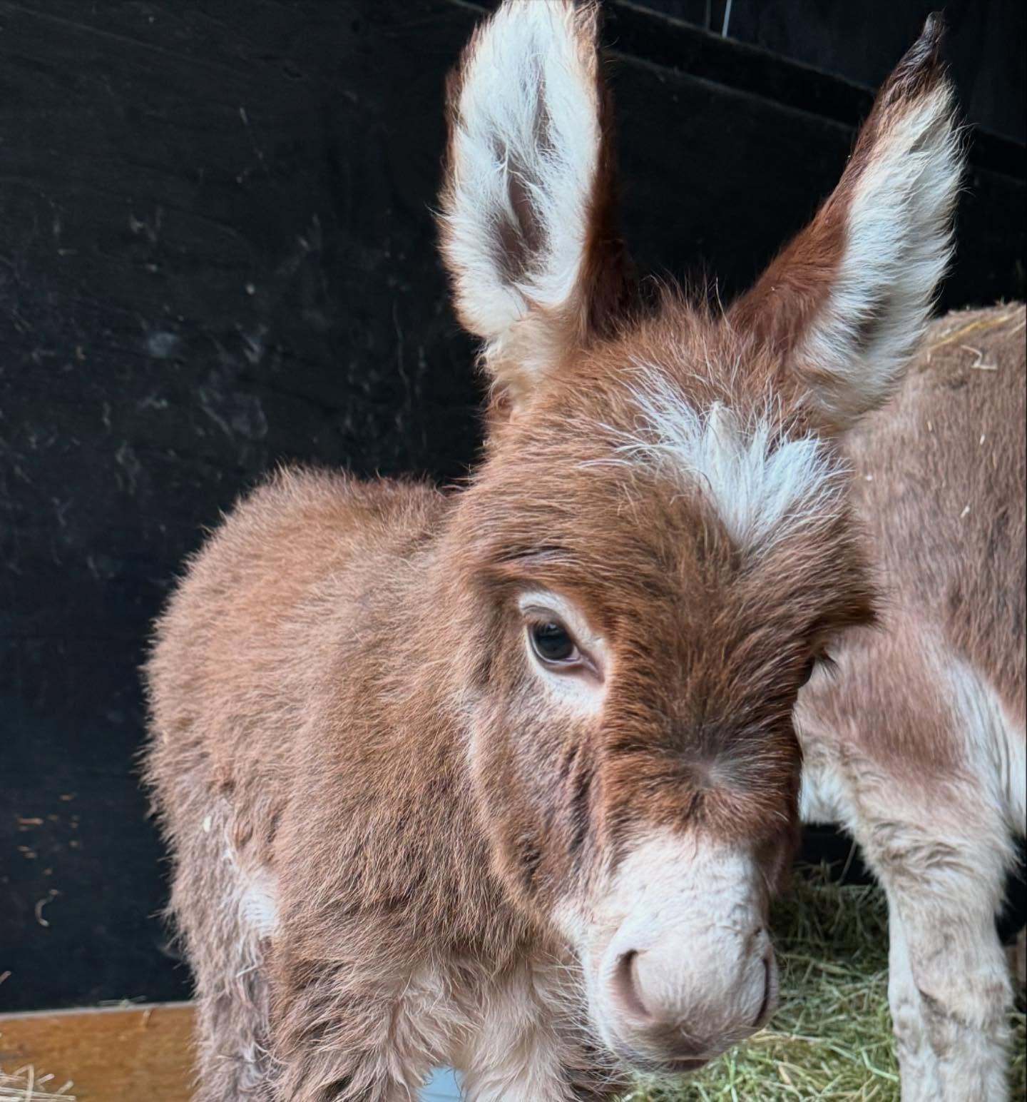 miniature donkey care