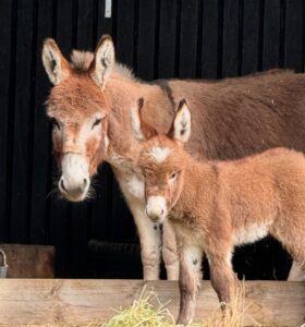 miniature donkey care
