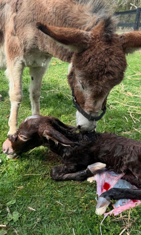 miniature donkey temperament