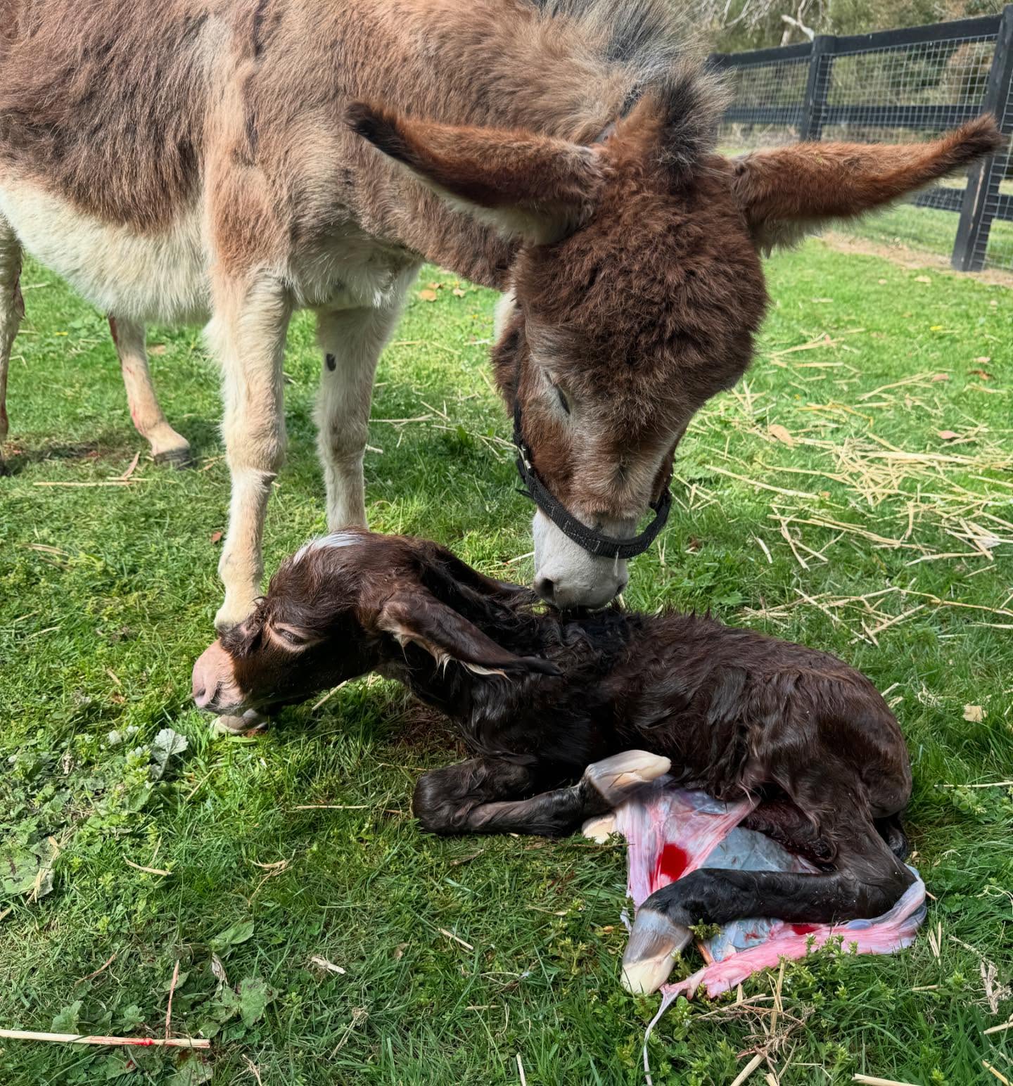 miniature donkey temperament