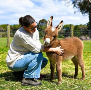 miniature donkey temperament