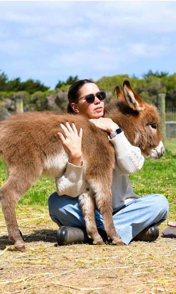 miniature donkey housing