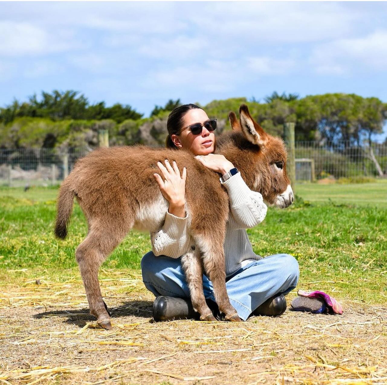 miniature donkey housing