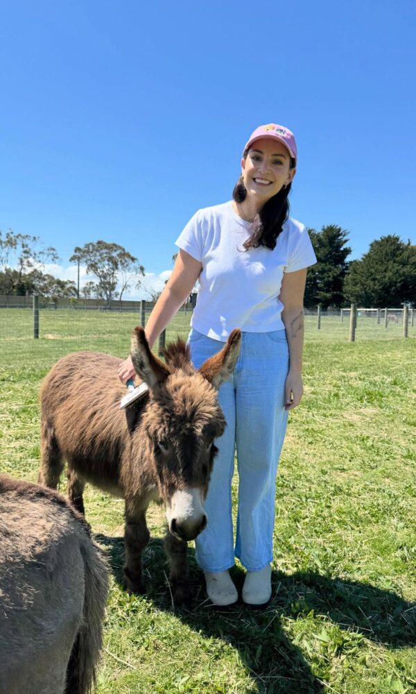 Miniature Highland Cow for Sale