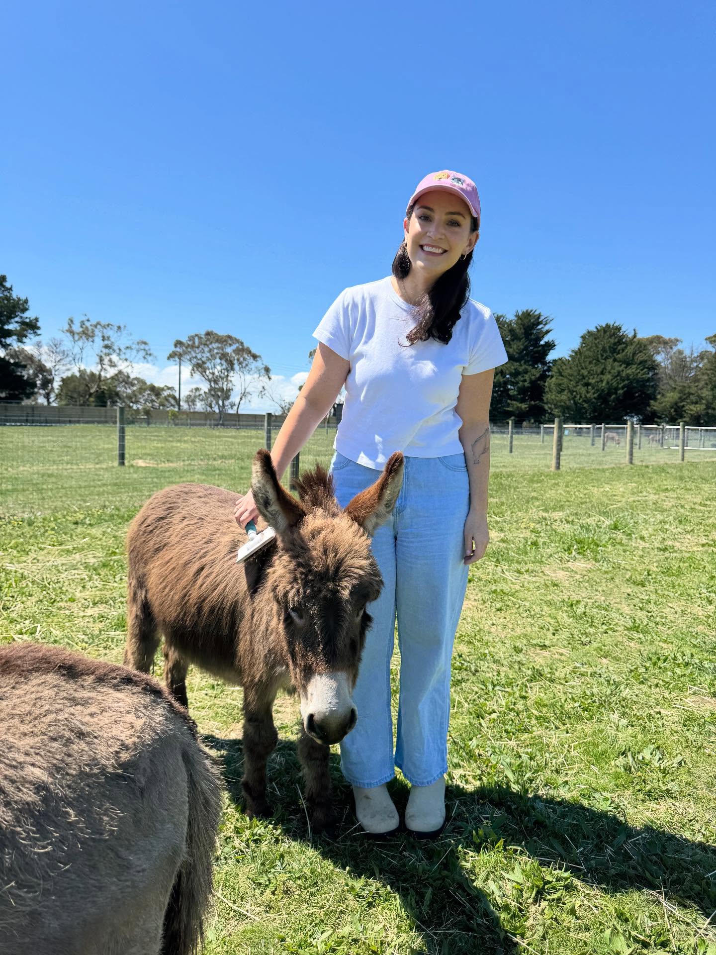 Miniature Highland Cow for Sale