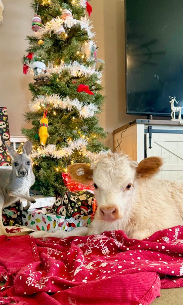 Mini Highland Cattle for Sale