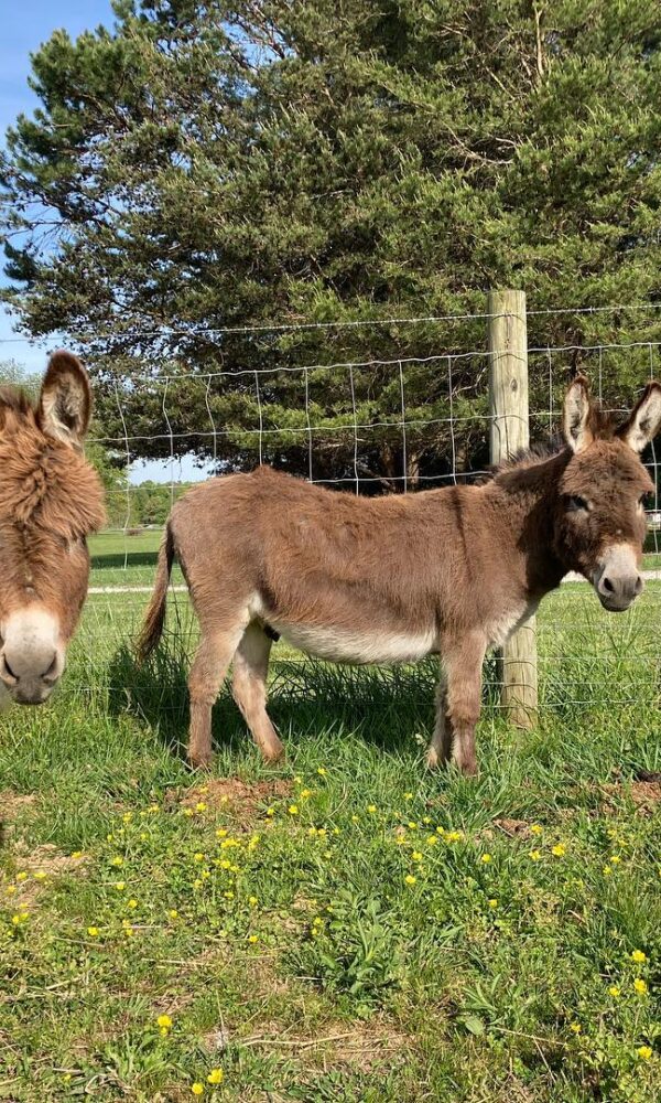 Tiny Donkeys for Sale
