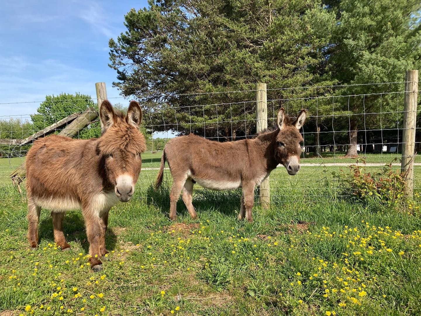 Tiny Donkeys for Sale