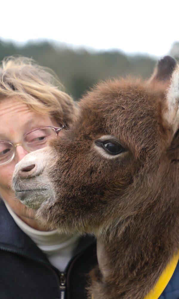 Tiny Donkeys for Sale