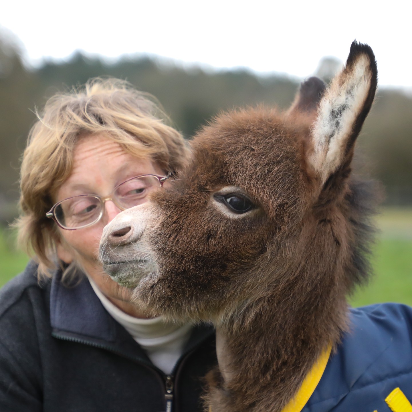 Tiny Donkeys for Sale