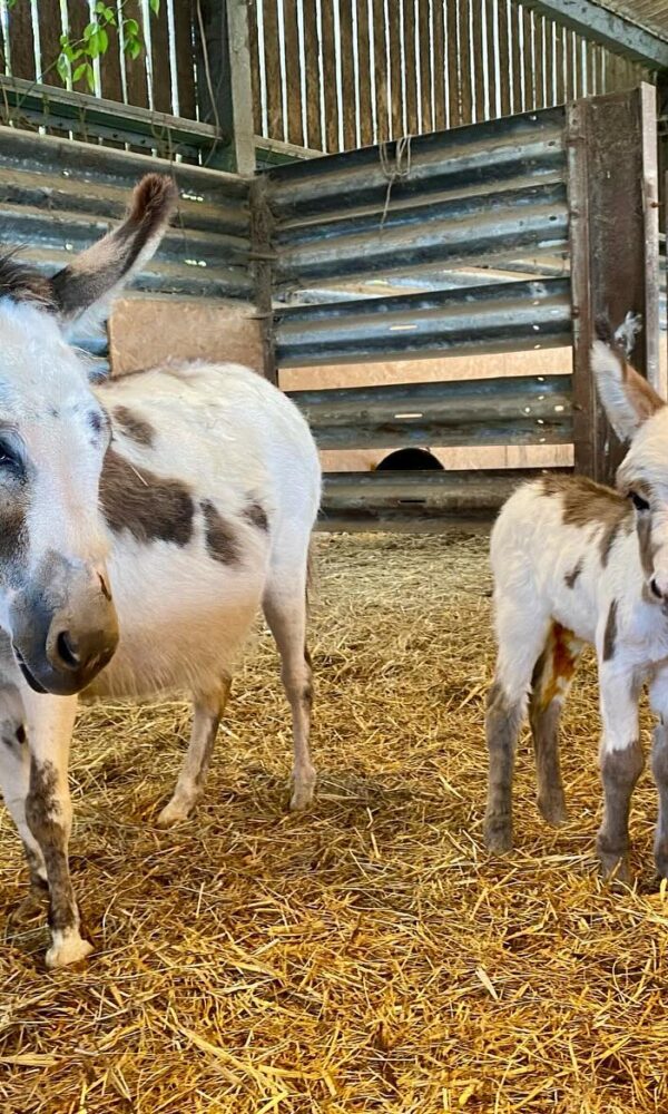 Mini Donkeys for Sale: