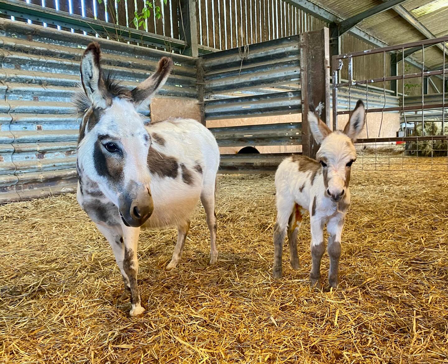 Mini Donkeys for Sale: