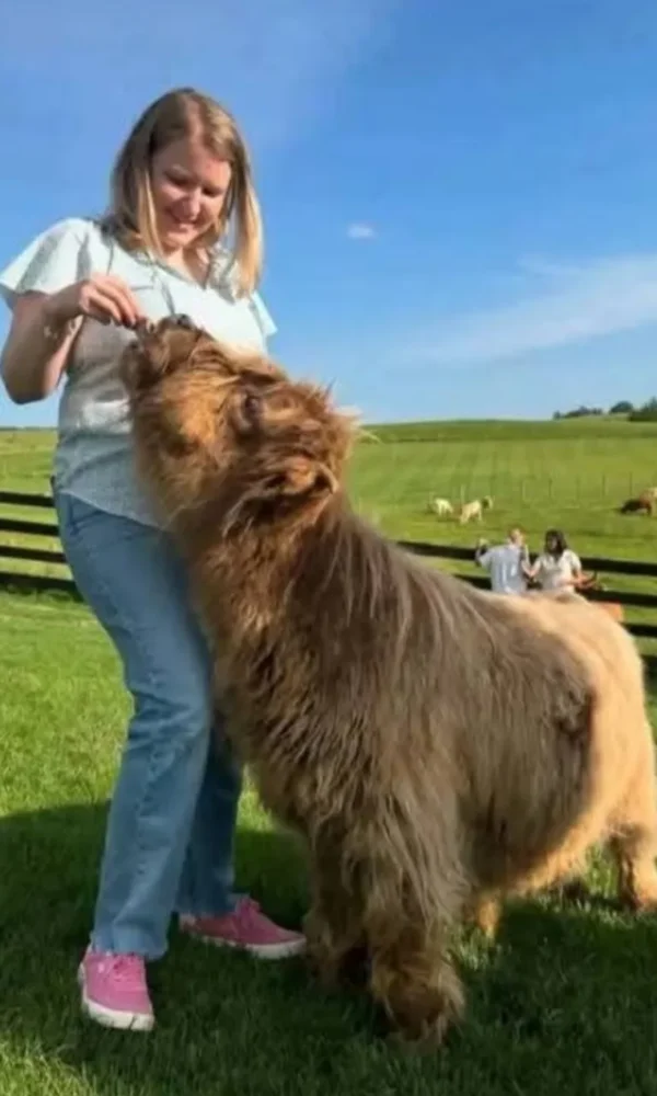 Mini Highland Cow for Sale