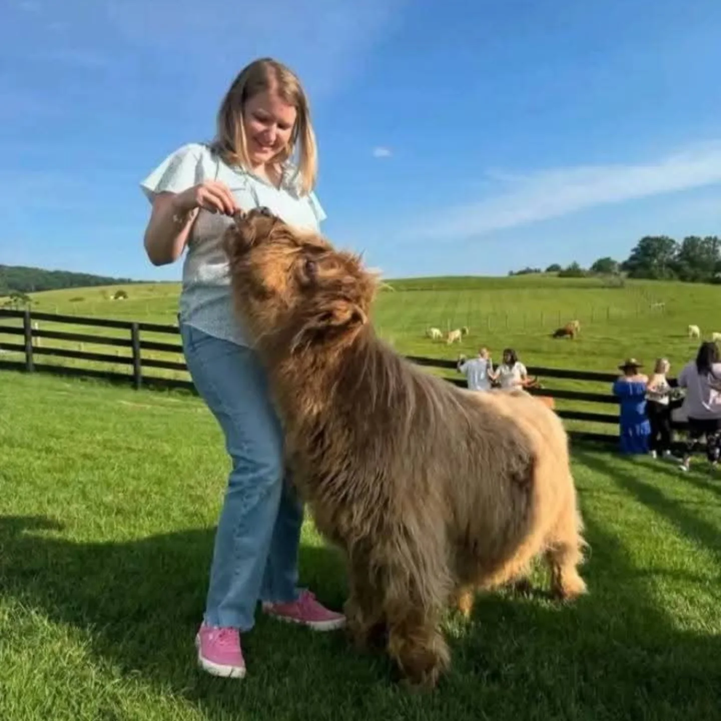 Mini Highland Cow for Sale
