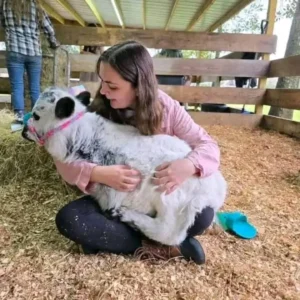 miniature highland cow care