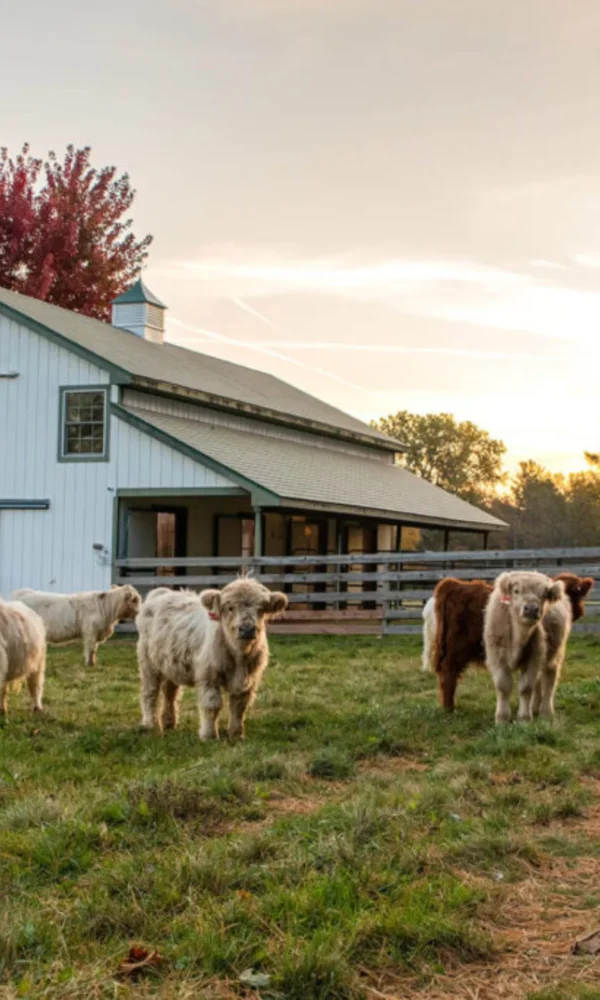 miniature highland cow care