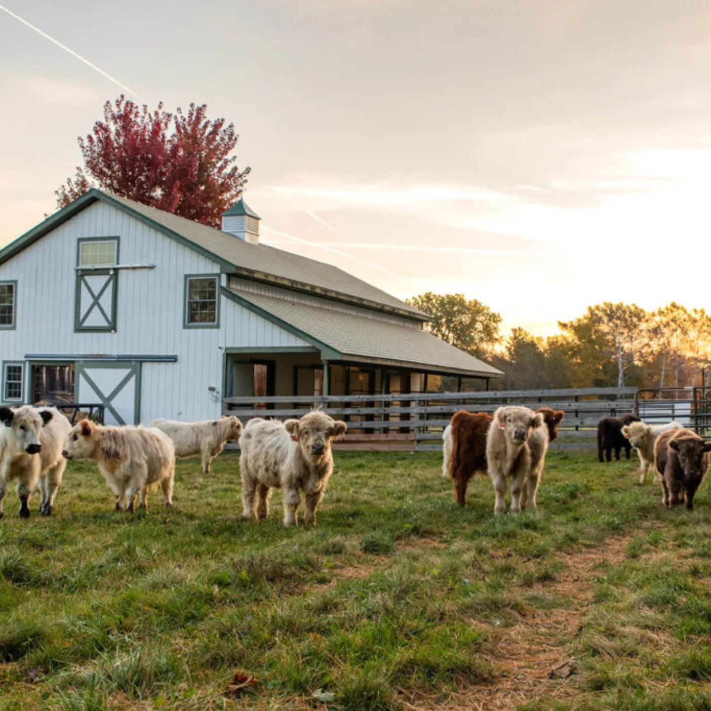 miniature highland cow care