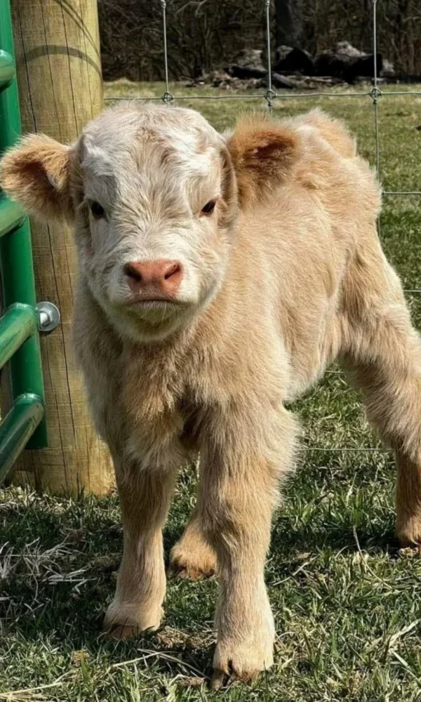 Highland Mini Cow for Sale