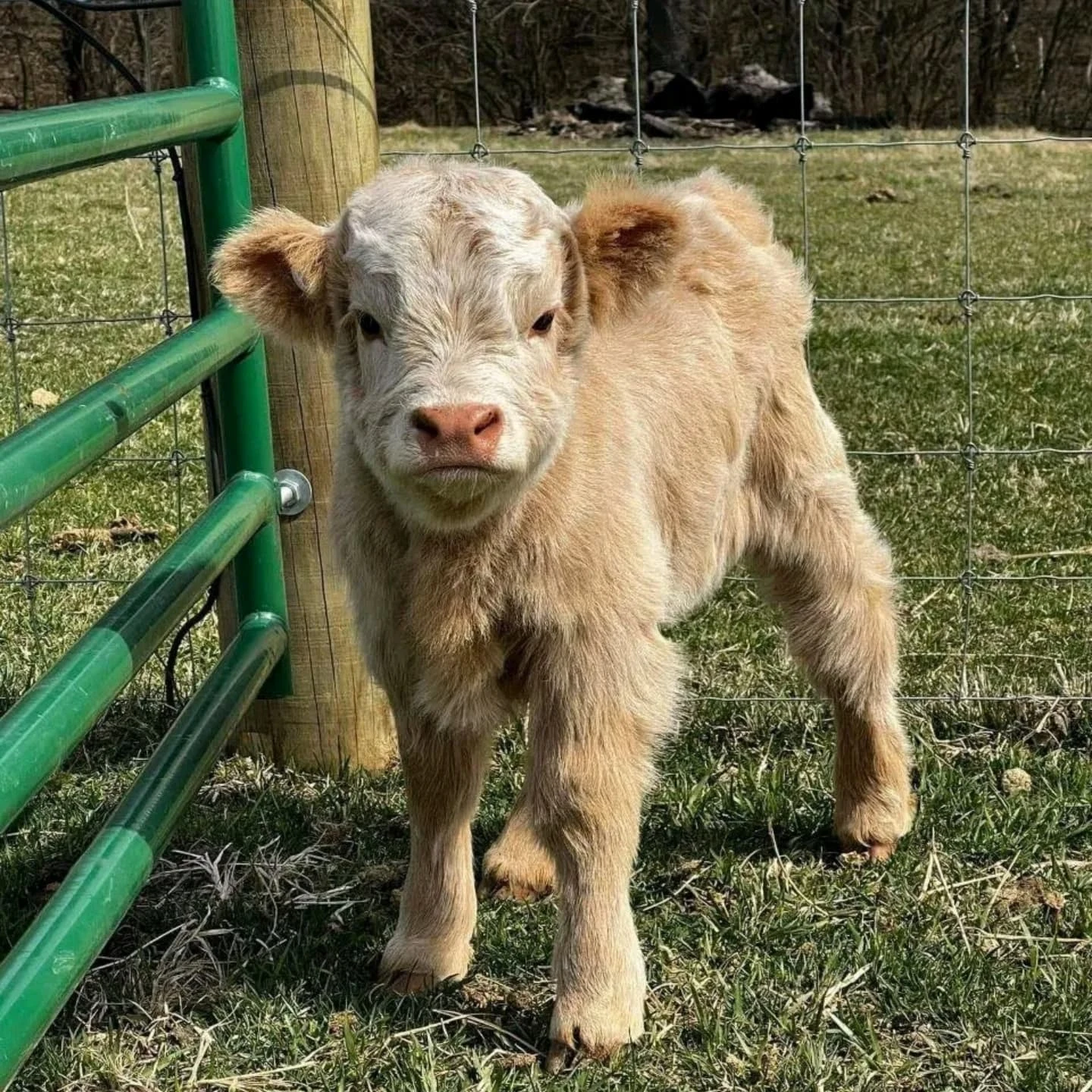 Highland Mini Cow for Sale