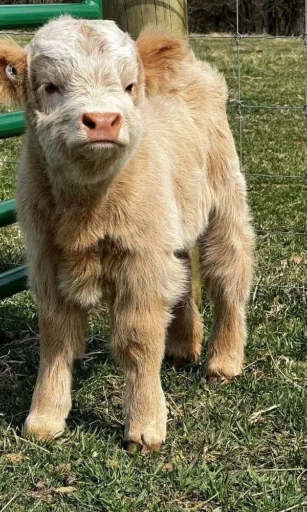 miniature highland cow temperament