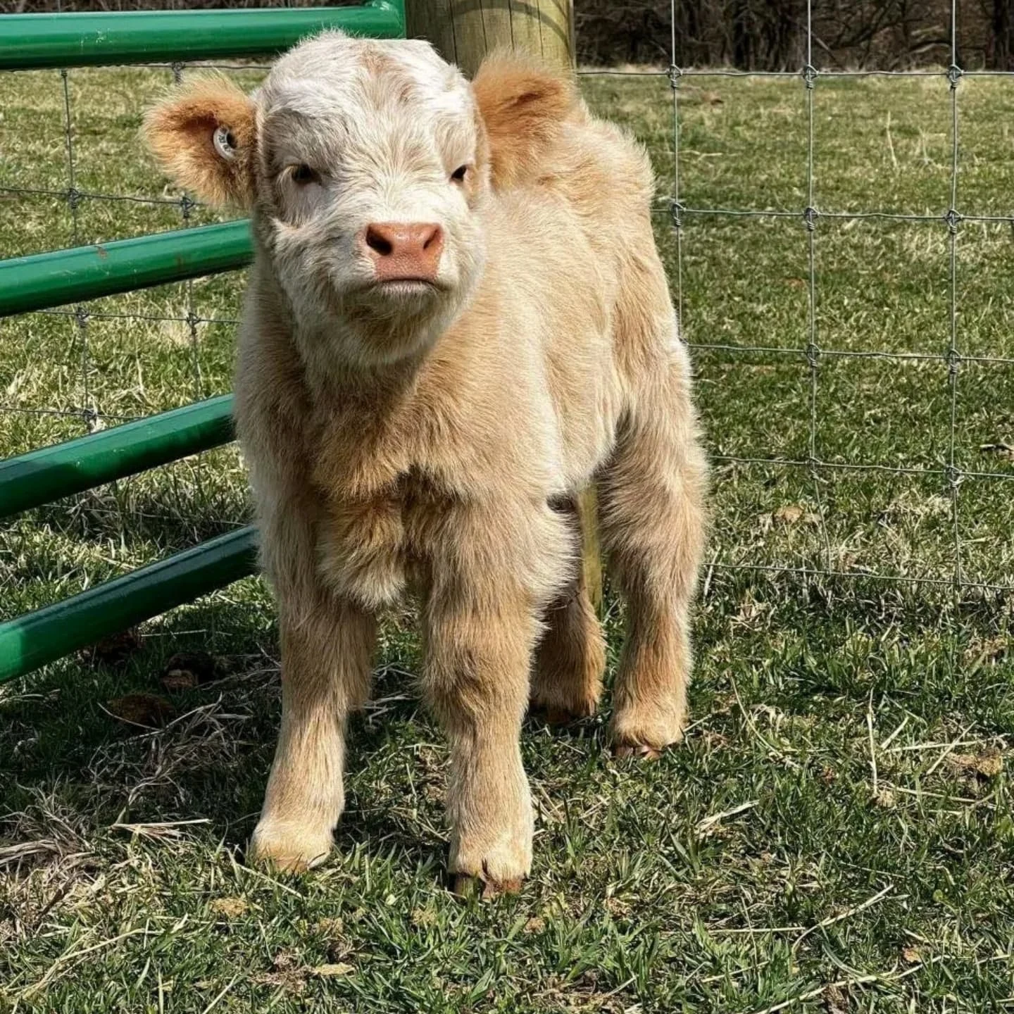 miniature highland cow temperament