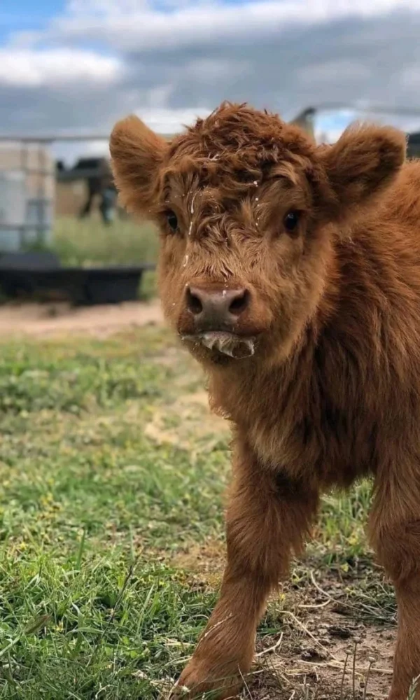 miniature highland cow price