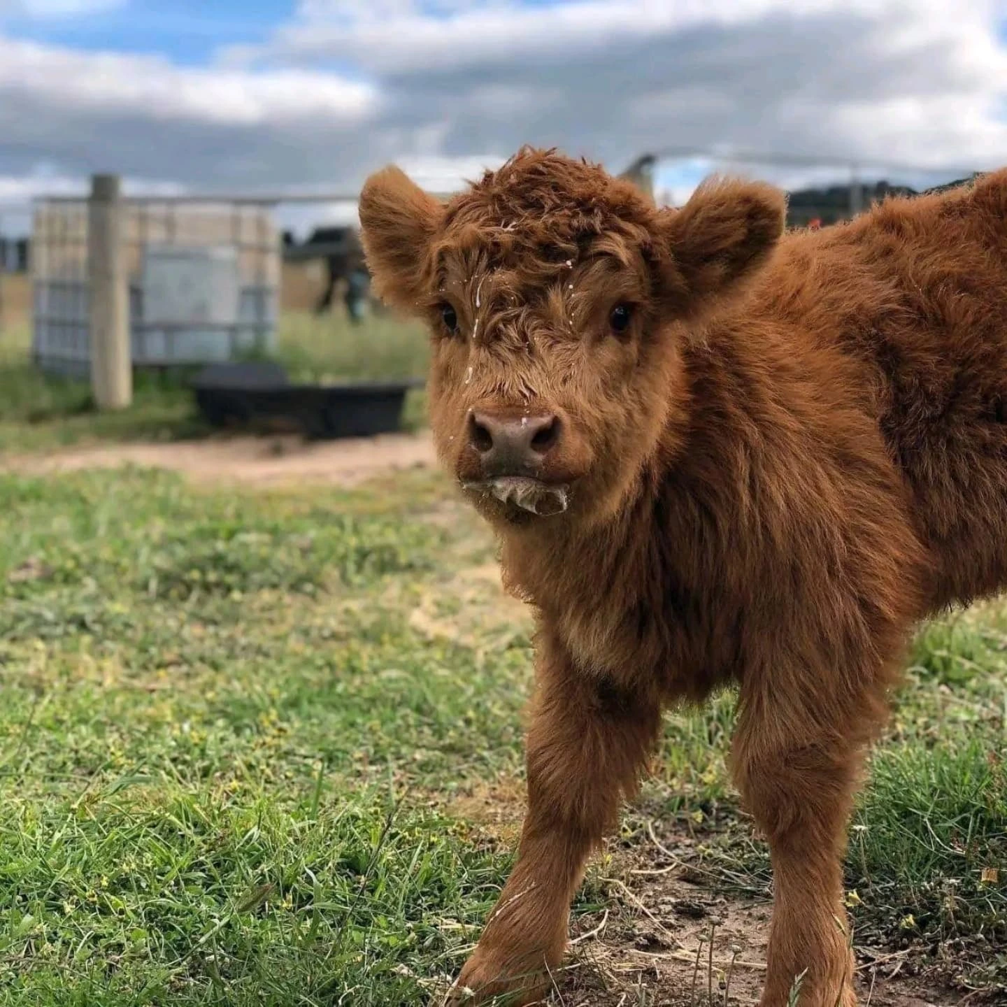 miniature highland cow price