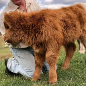 miniature highland cow price