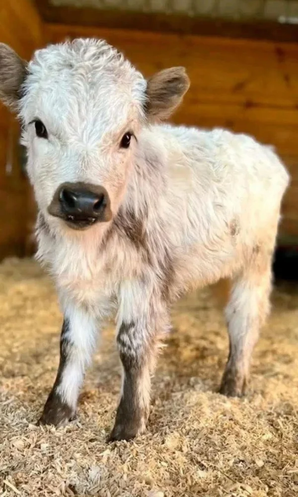 miniature highland cow farm