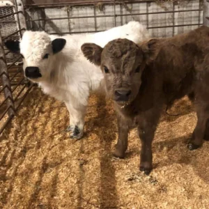 miniature highland cow temperament