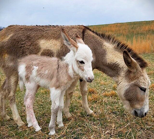 Miniature Donkeys for Sale Near Me