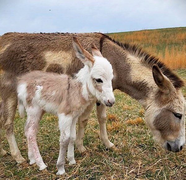 miniature donkey price