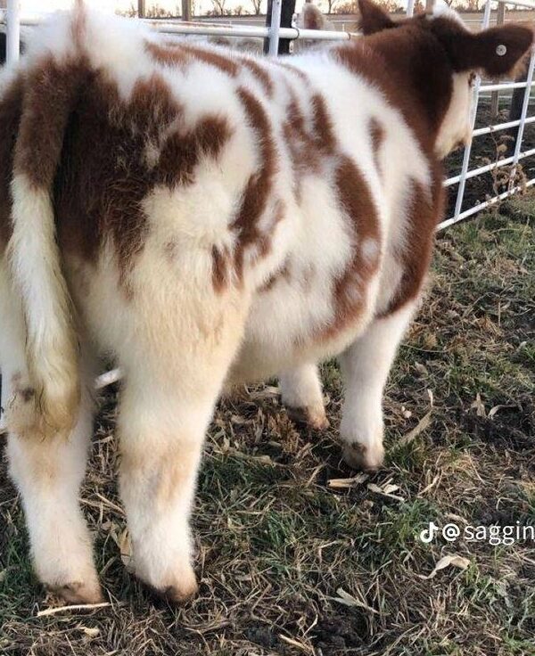 Mini Highland Cattle for Sale